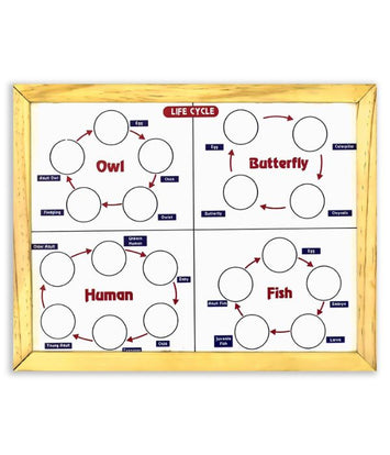 My Genie Box Magnetic Life cycle - Covering 7 Life Cycles